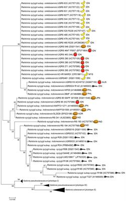 Ecology, Epidemiology and Disease Management of Ralstonia syzygii in Indonesia